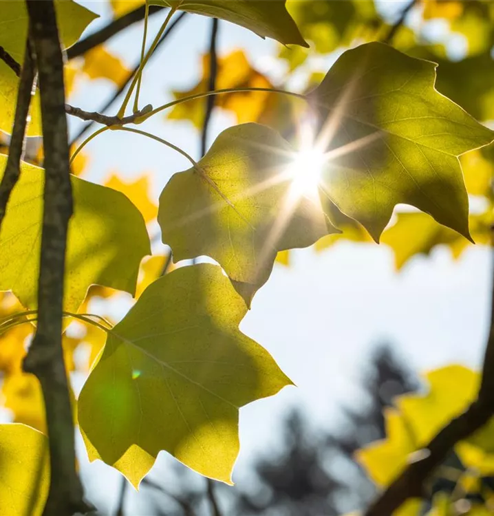 Liriodendron tulipifera 'Edward Gursztyn'