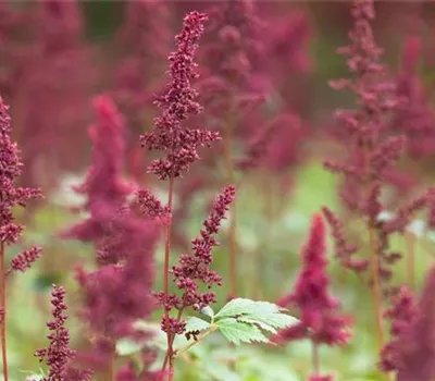 Arends Garten-Prachtspiere 'Fanal'