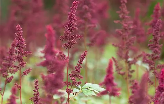 Arends Garten-Prachtspiere 'Fanal'