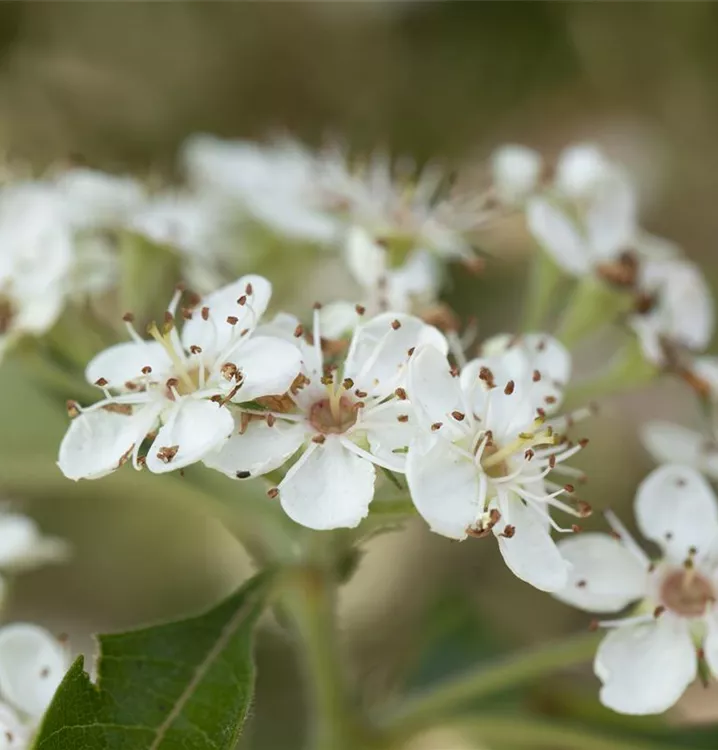 Crataegus lavallei 'Carrierei'