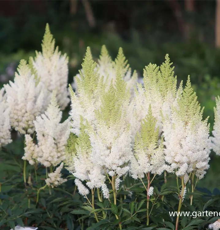 Astilbe x arendsii 'Weiße Gloria'