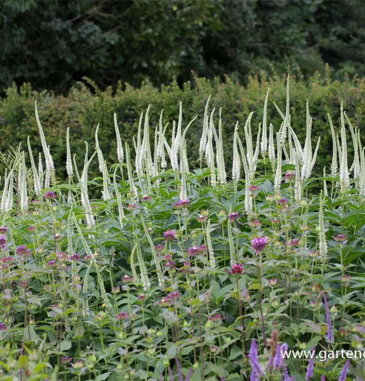 Veronicastrum sibiricum 'Apollo White'