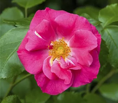 Apfelrose 'Rubra'