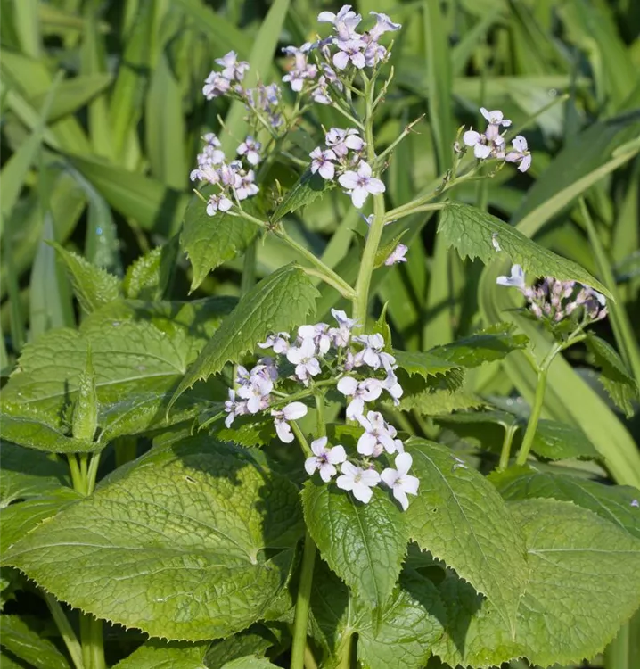 Lunaria rediviva