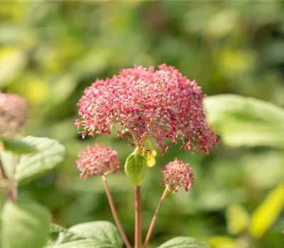 Ballhortensie 'Pink Annabelle'®