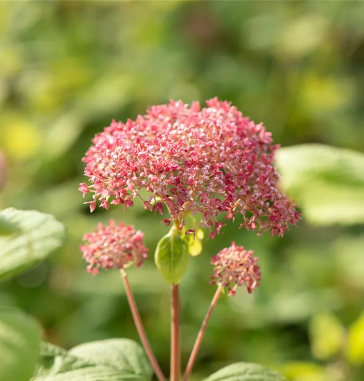 Hydrangea arborescens 'Pink Annabelle'®