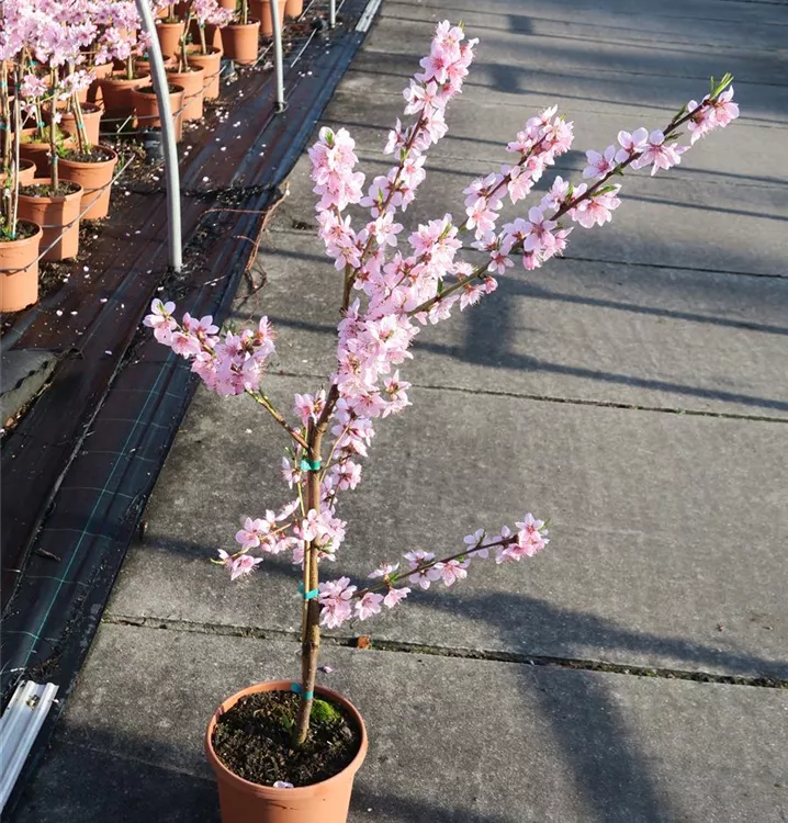 Prunus persica var. nucipersica 'Fruit Me® Necta Me'