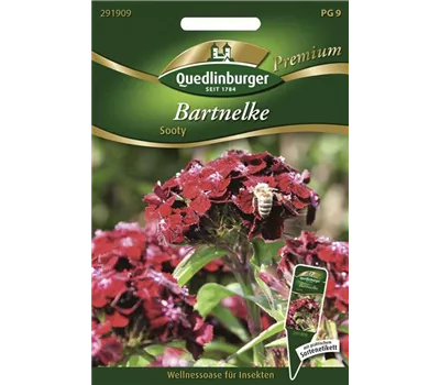 Bartnelkensamen 'Sooty'