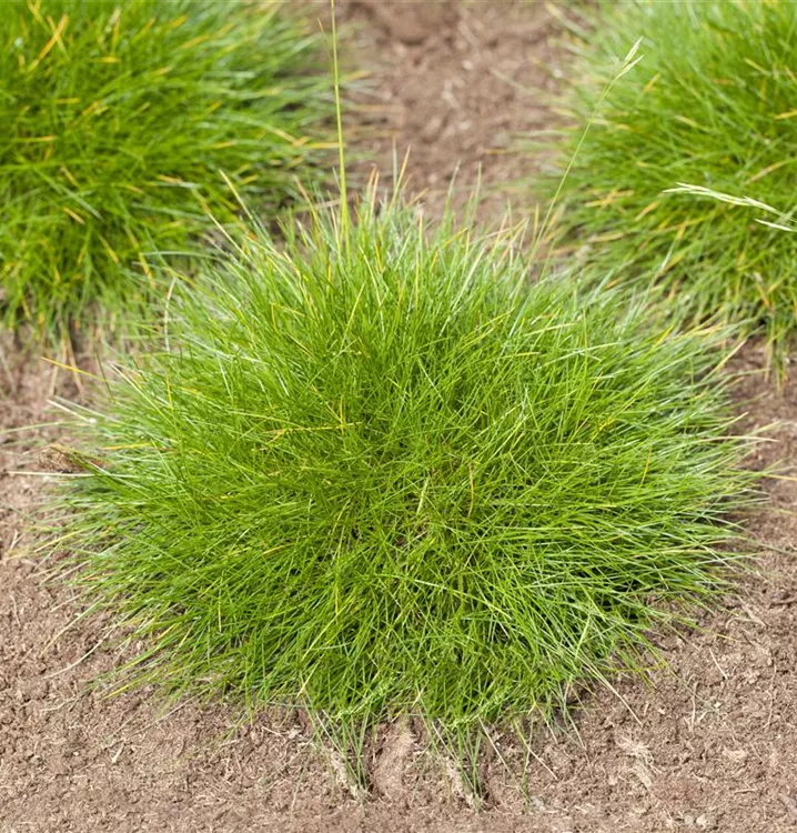 Festuca gautieri 'Teddybär'