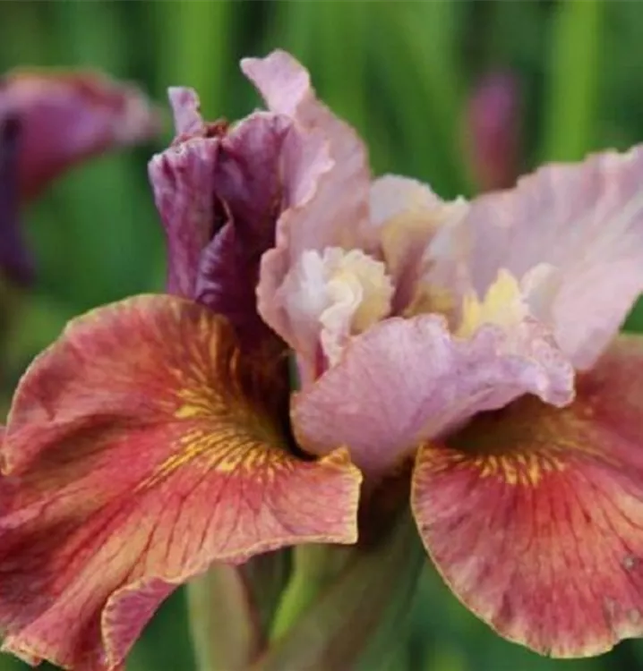 Iris sibirica 'Peacock Butterfly® Fancy me This®'