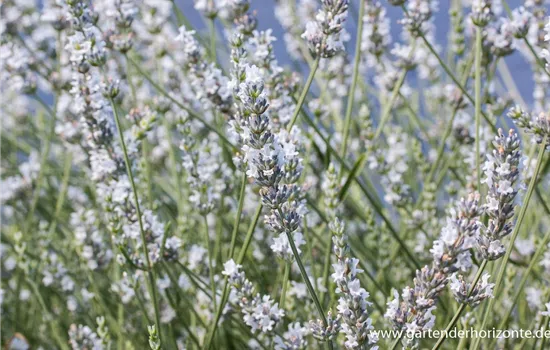 Bastard-Garten-Lavendel 'Edelweiß'