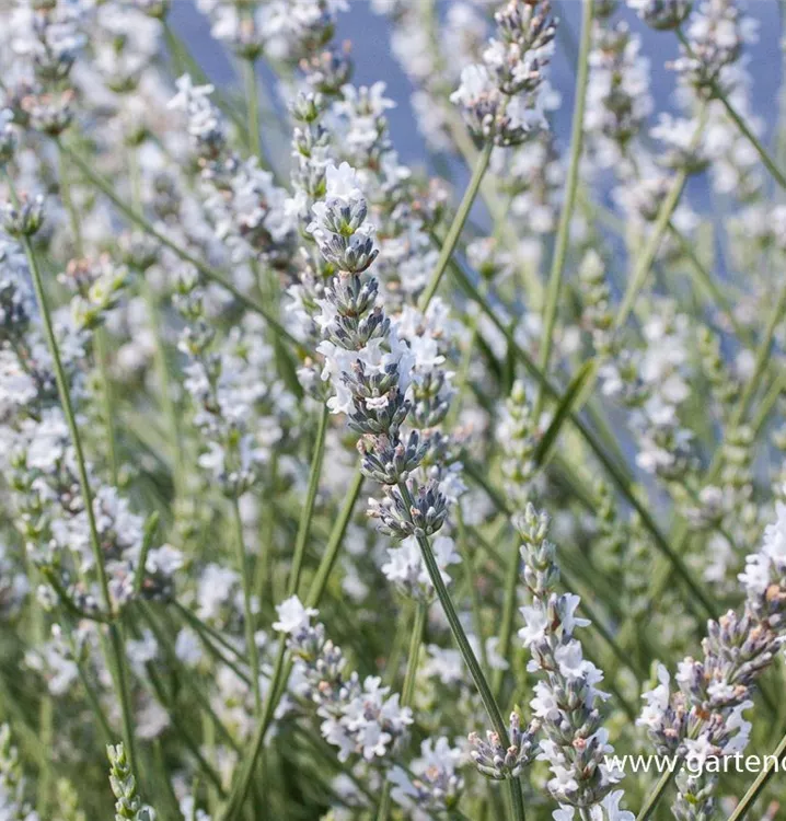 Lavandula x intermedia 'Edelweiß'