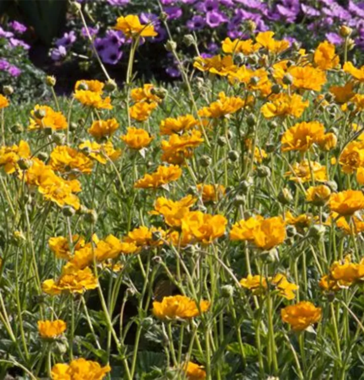 Geum x balcanum