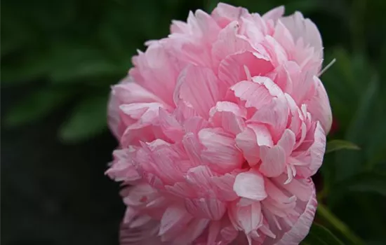 Bauerngarten-Pfingstrose 'Rosea Plena'