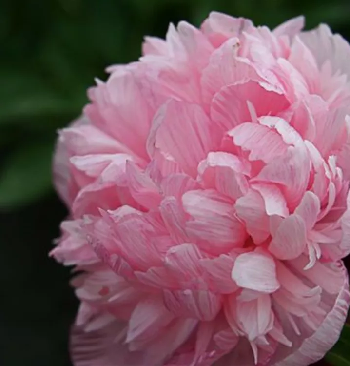 Paeonia officinalis 'Rosea Plena'