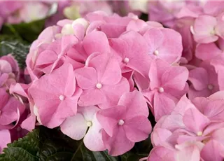 Hydrangea macrophylla