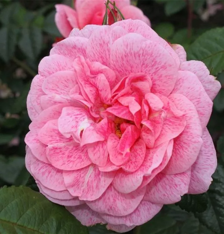 Rosa 'Camelot'®