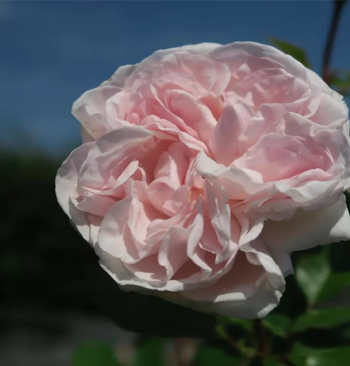 Rosa 'Constanze Mozart'®