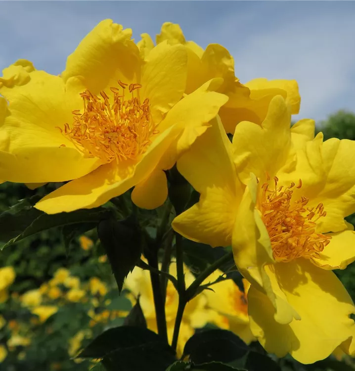 Rosa 'Lemon Fizz'®