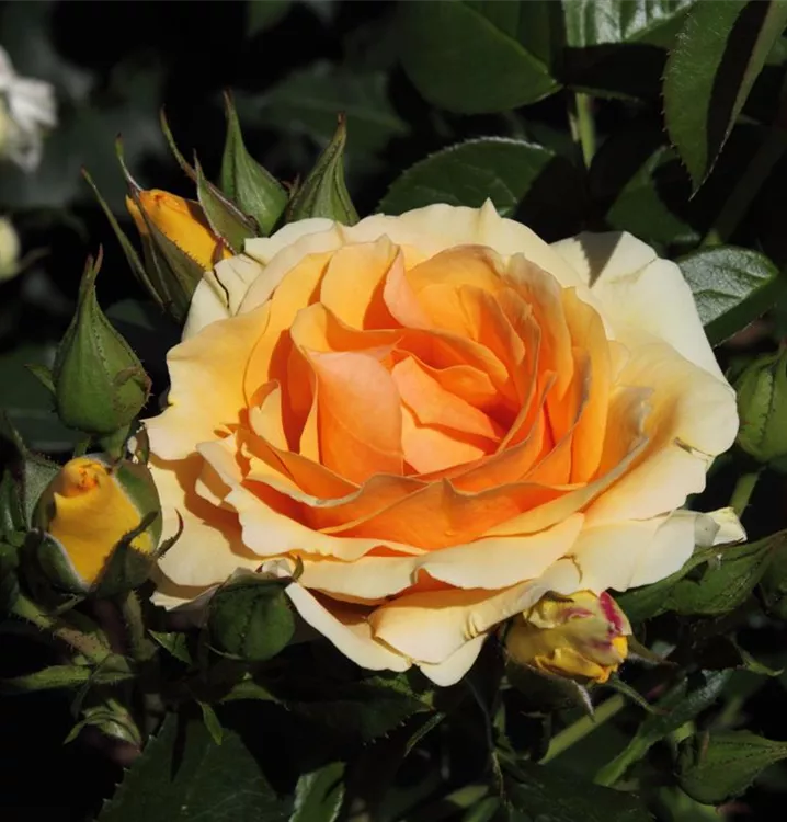 Rosa 'Hansestadt Rostock'®