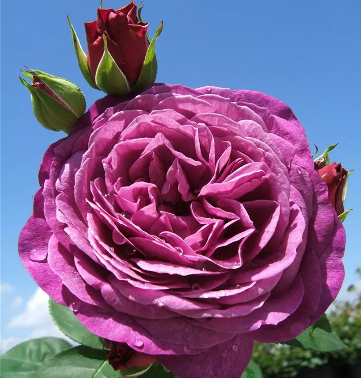 Rosa 'Heidi Klum-Rose'®