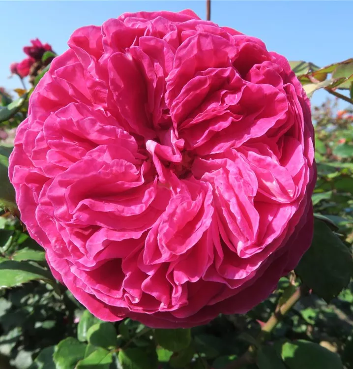 Rosa 'Freifrau Caroline'®