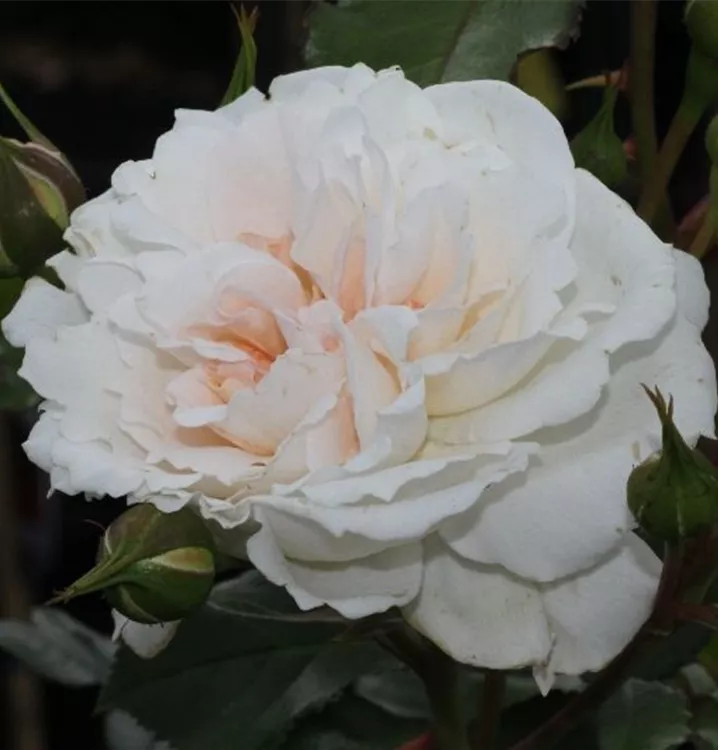 Rosa 'Petticoat'®