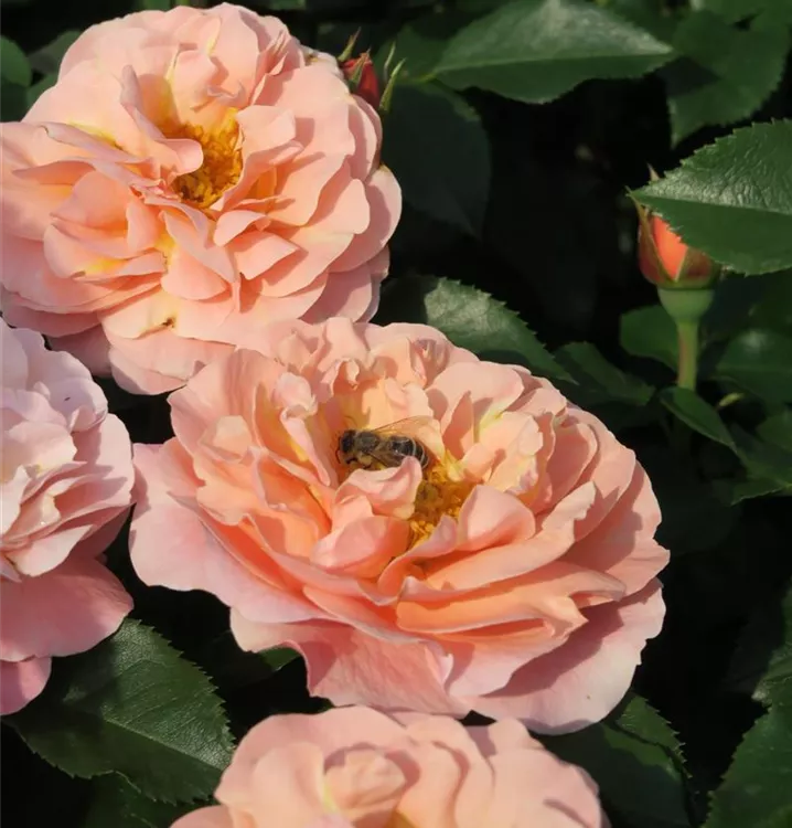 Rosa 'Marie Curie'®, Stamm