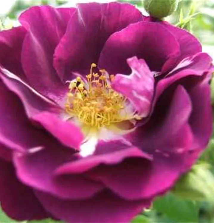 Rosa 'Rhapsody in Blue'®