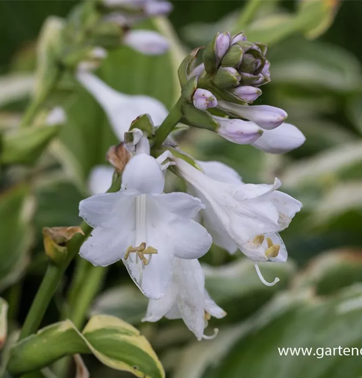 Hosta plantaginea 'Diana Remembered'