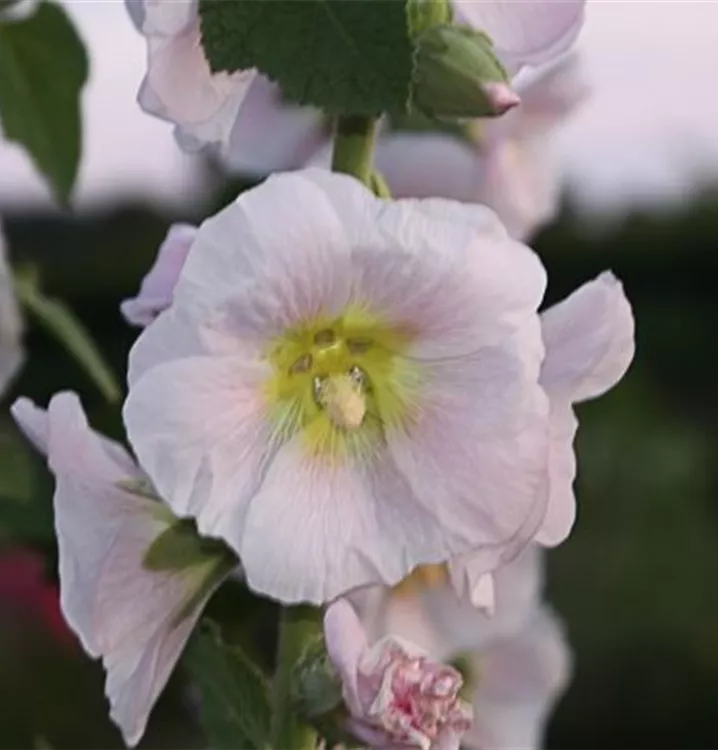 Alcea pallida