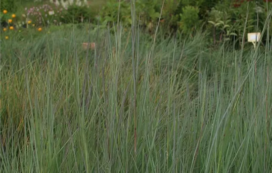 Blaugraues Garten-Präriegras 'Prairie Blues'