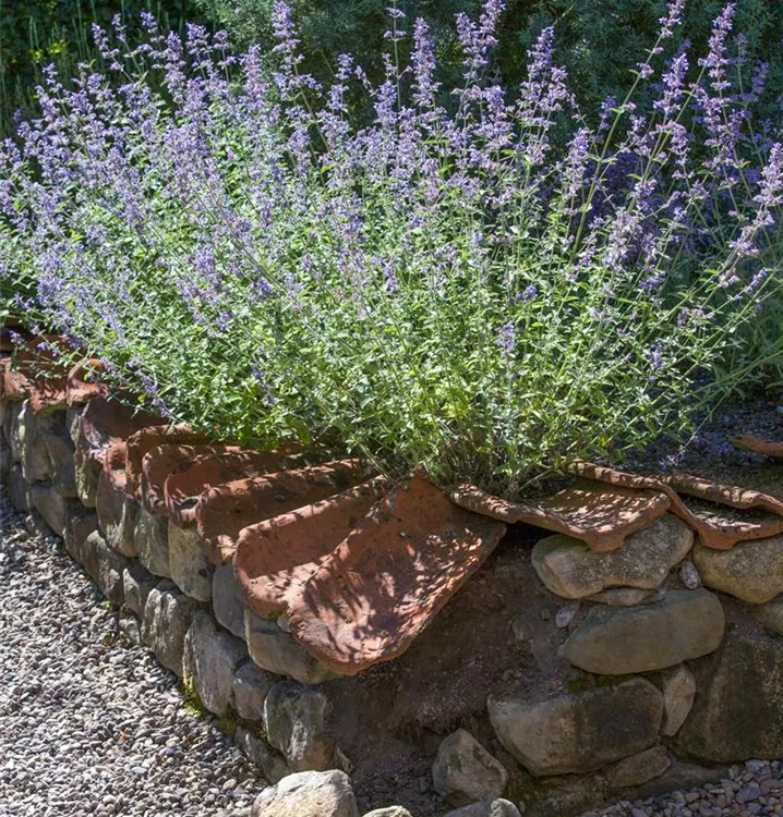 Perovskia atriplicifolia 'Silvery Blue'