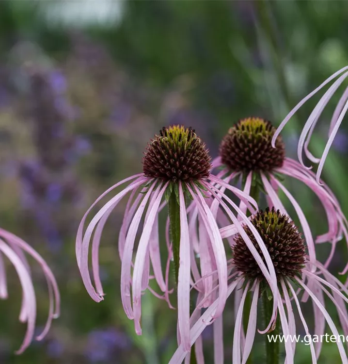 Echinacea pallida 'Hula Dancer'