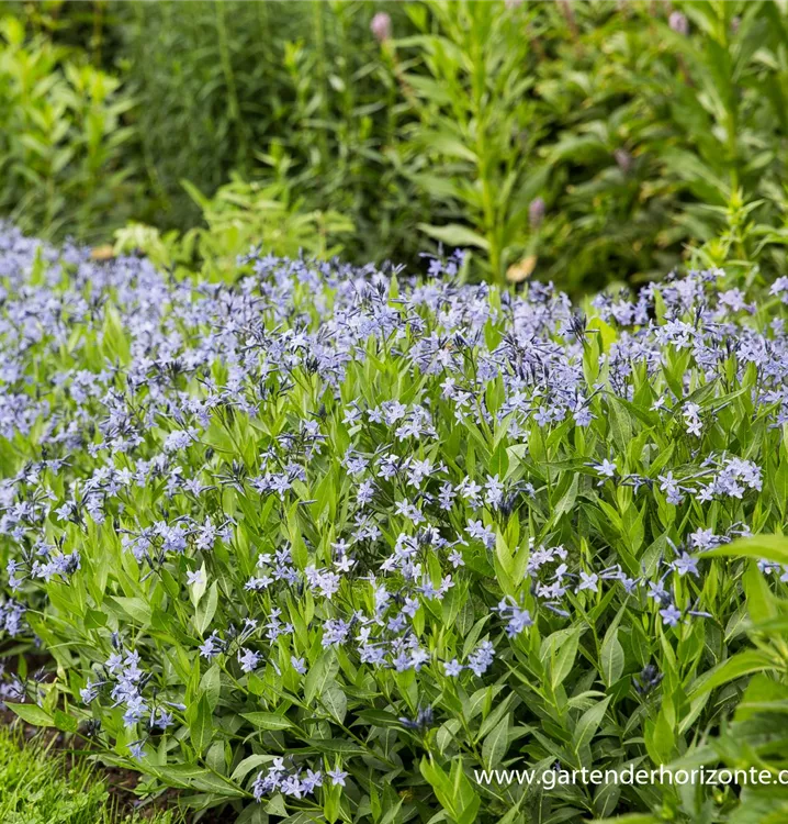 Amsonia tabernaemontana 'Blue Ice'