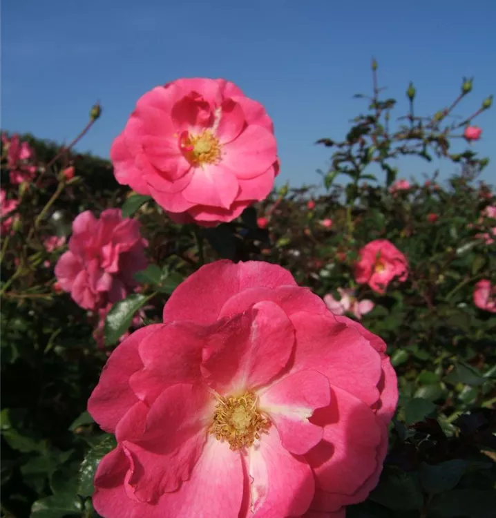 Rosa 'Mirato'®