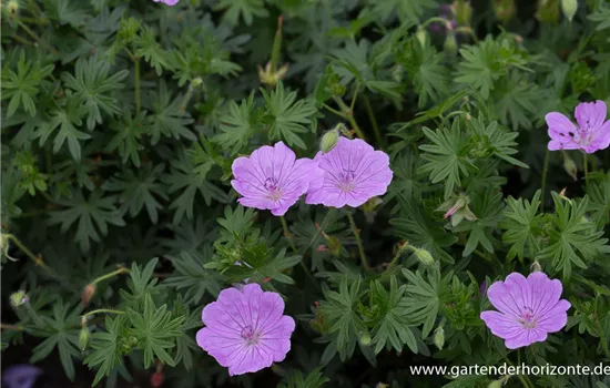 Blutroter Storchschnabel 'Glenluce'