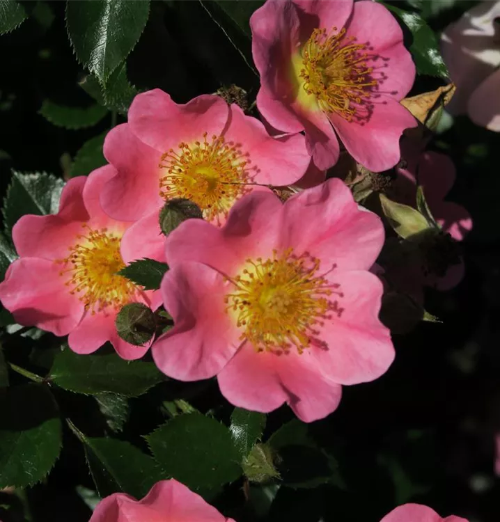 Rosa 'Topolina'®