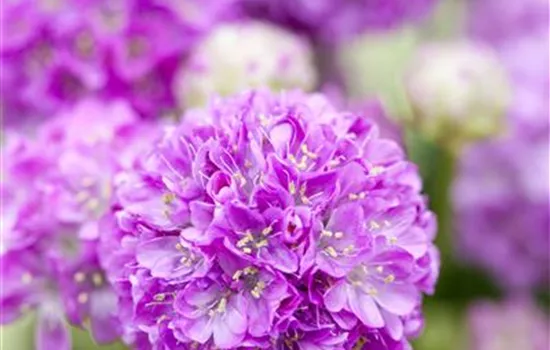 Breitblättrige Garten-Grasnelke 'Ballerina Lilac'