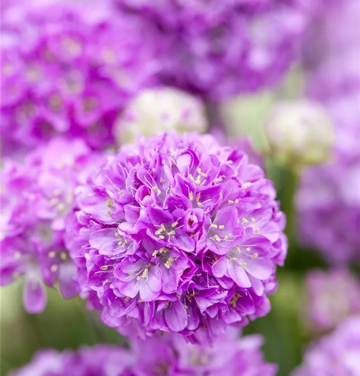 Armeria pseudarmeria 'Ballerina Lilac'