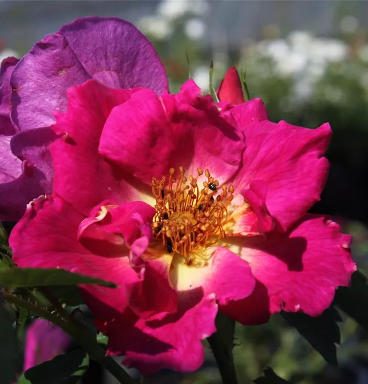 Rosa 'Weg der Sinne'®