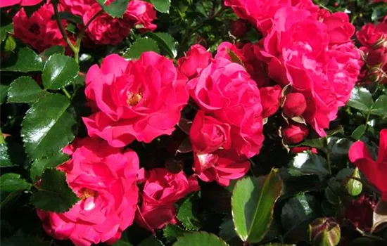 Bodendeckerrose 'Gärtnerfreude'®