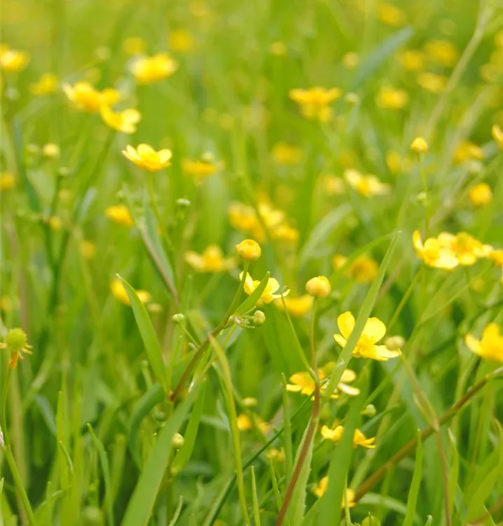 Ranunculus flammula