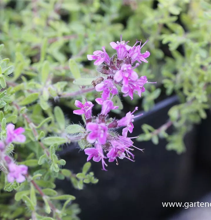 Thymus doerfleri 'Bressingham Seedling'