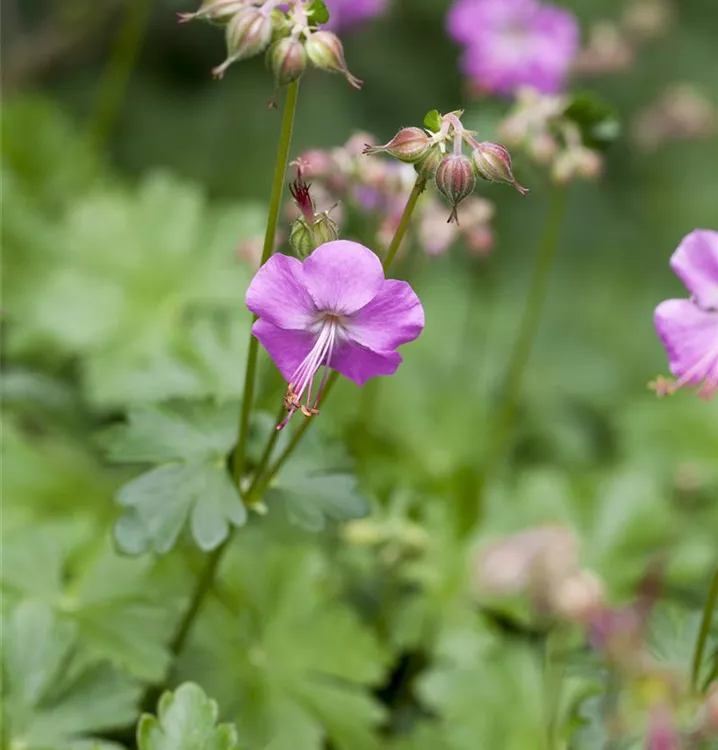 Geranium x cantabrigiense 'Karmina'