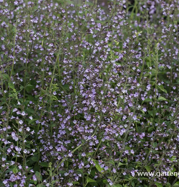 Kleinblütige Bergminze