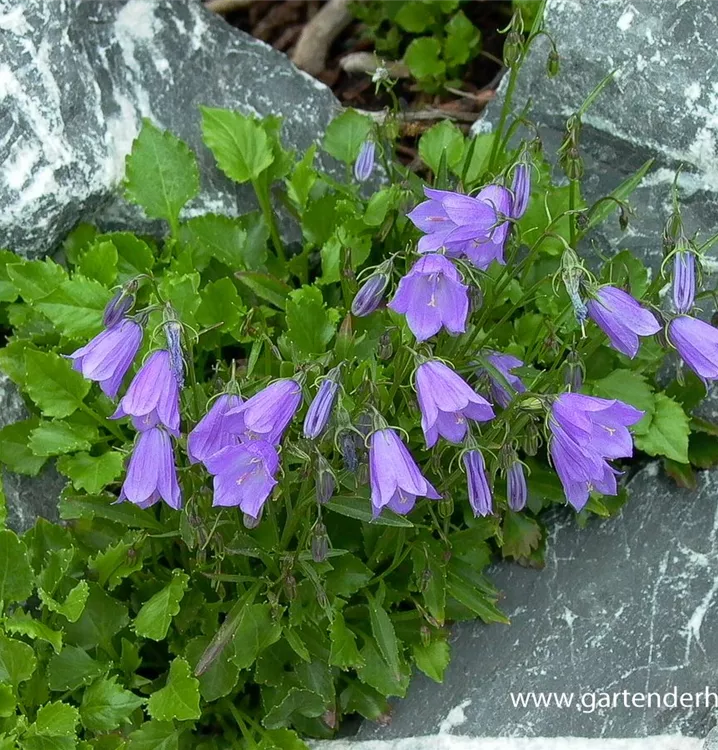 Niedliche Glockenblume