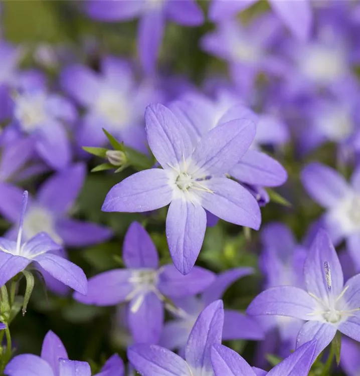 Sternförmige Glockenblume