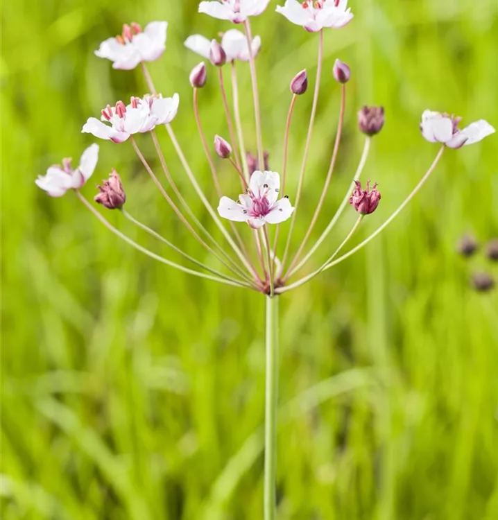 Schwanenblume