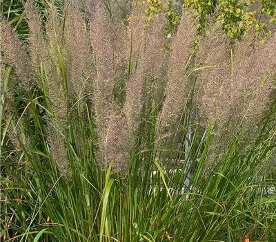 Calamagrostis brachytricha